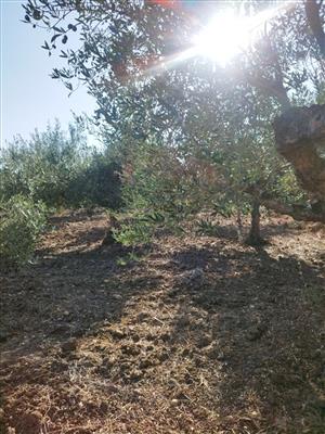 terreno agricolo in vendita a Misiliscemi in zona Fontanasalsa