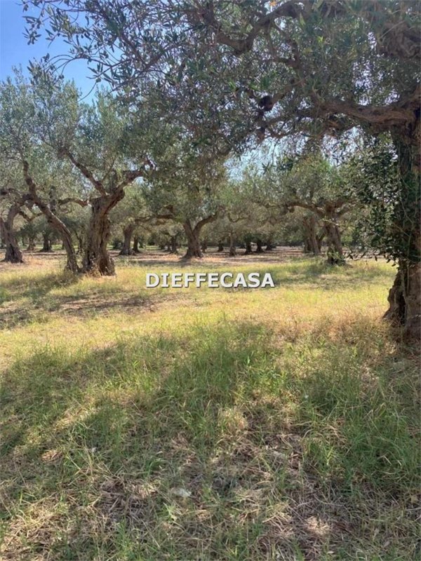 terreno agricolo in vendita a Misiliscemi in zona Guarrato