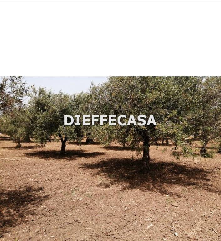 terreno agricolo in vendita a Misiliscemi in zona Rilievo