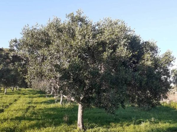 terreno agricolo in vendita a Misiliscemi in zona Salinagrande