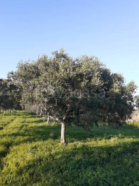 terreno agricolo in vendita a Misiliscemi in zona Salinagrande