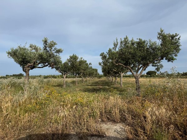 terreno agricolo in vendita a Misiliscemi