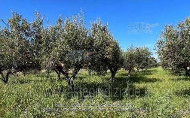 terreno agricolo in vendita a Misiliscemi