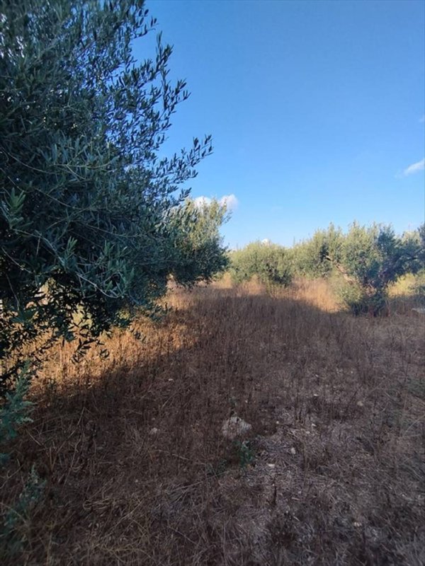 terreno agricolo in vendita a Misiliscemi