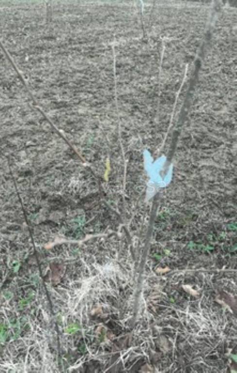 terreno edificabile in vendita a Monastero Bormida