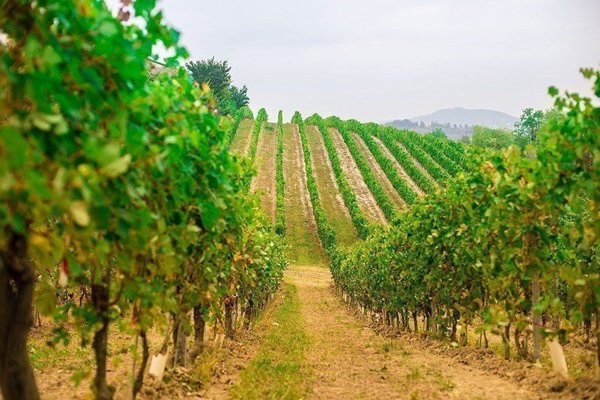 terreno agricolo in vendita a Moncalvo