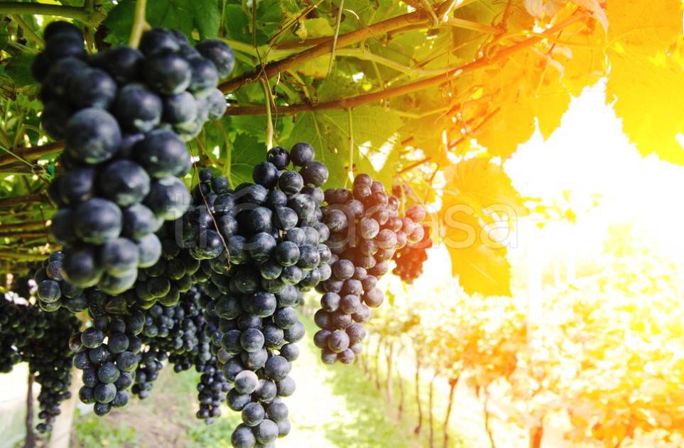 terreno agricolo in vendita a Moncalvo