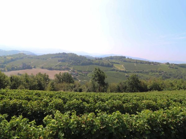 terreno agricolo in vendita a Montabone