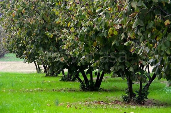 terreno agricolo in vendita a Montegrosso d'Asti in zona Basolo