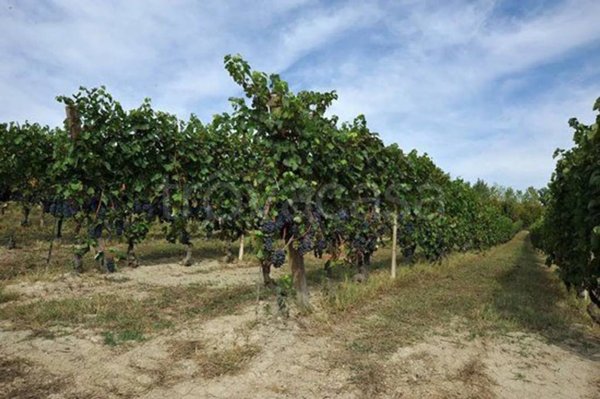 terreno agricolo in vendita a Montegrosso d'Asti