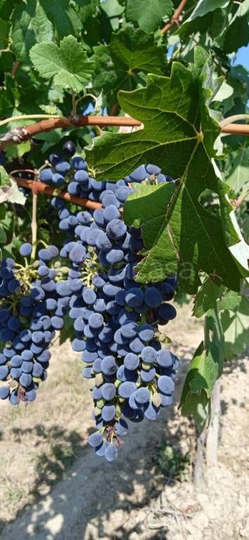 casa indipendente in vendita a Nizza Monferrato