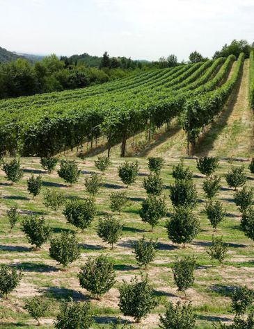 terreno agricolo in vendita a Nizza Monferrato