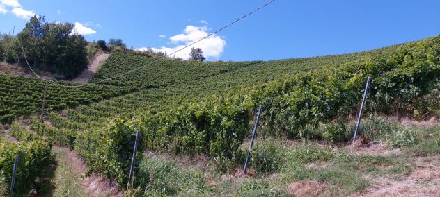 terreno agricolo in vendita a Nizza Monferrato