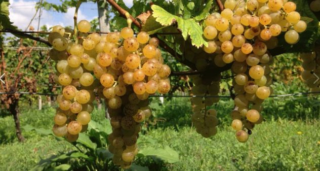 terreno agricolo in vendita a Nizza Monferrato