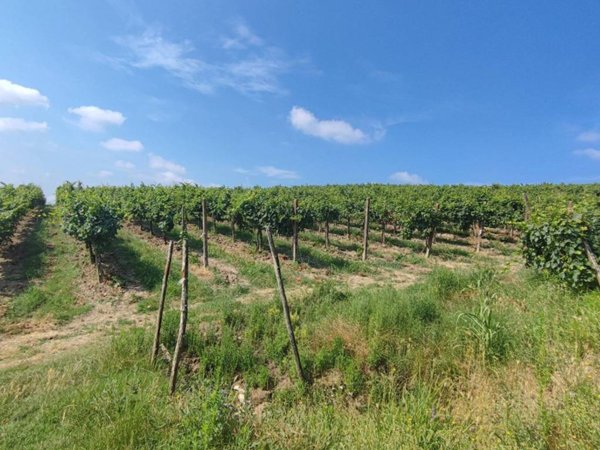 terreno agricolo in vendita a Nizza Monferrato