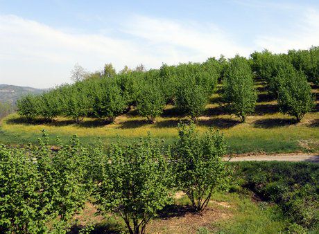 casa indipendente in vendita a Nizza Monferrato