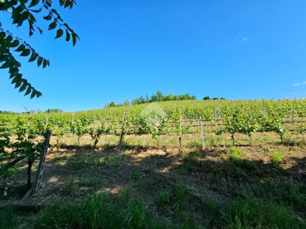 terreno agricolo in vendita a Nizza Monferrato