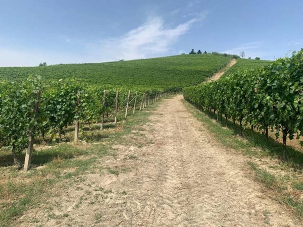 terreno agricolo in vendita a Nizza Monferrato