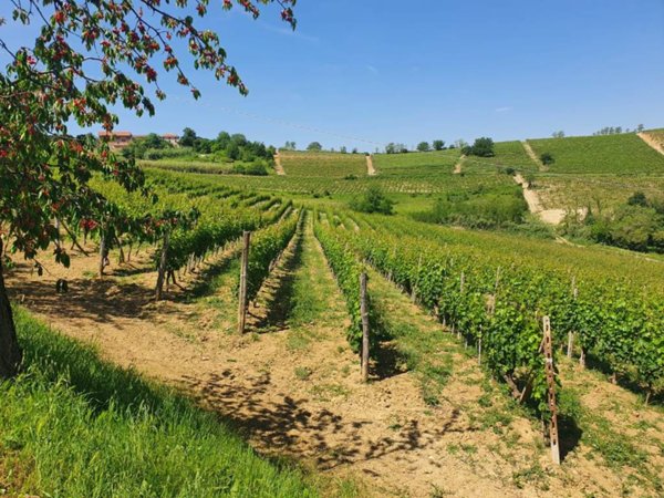 terreno agricolo in vendita a Nizza Monferrato