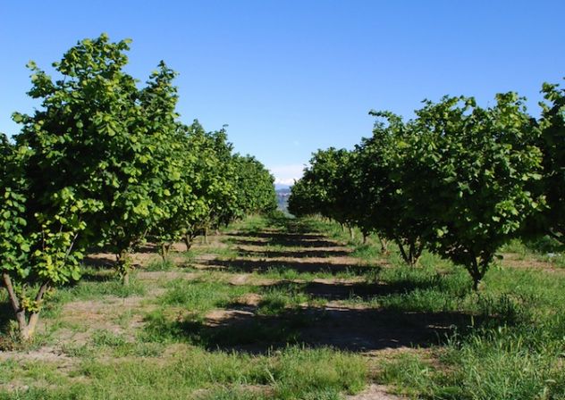casa indipendente in vendita a Nizza Monferrato