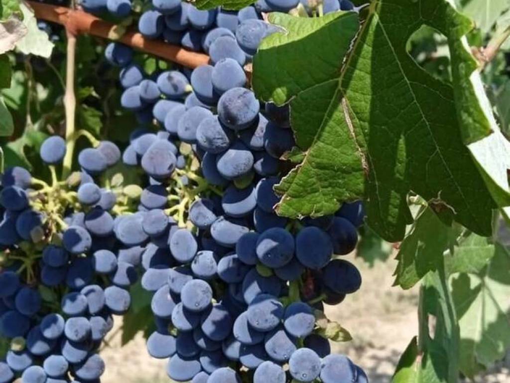 terreno agricolo in vendita a Nizza Monferrato