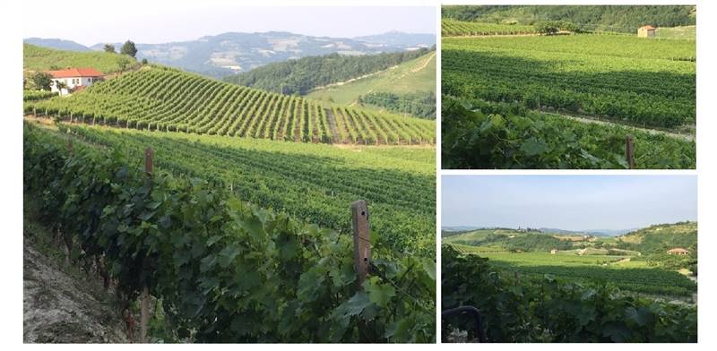 azienda agricola in vendita a Nizza Monferrato