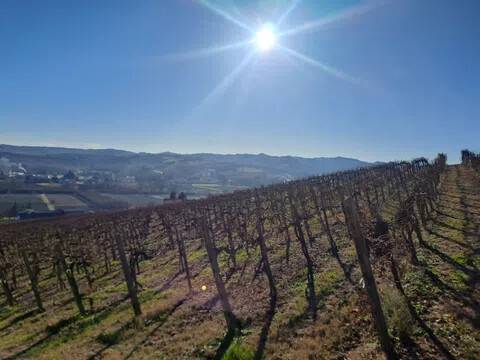 terreno agricolo in vendita a Nizza Monferrato