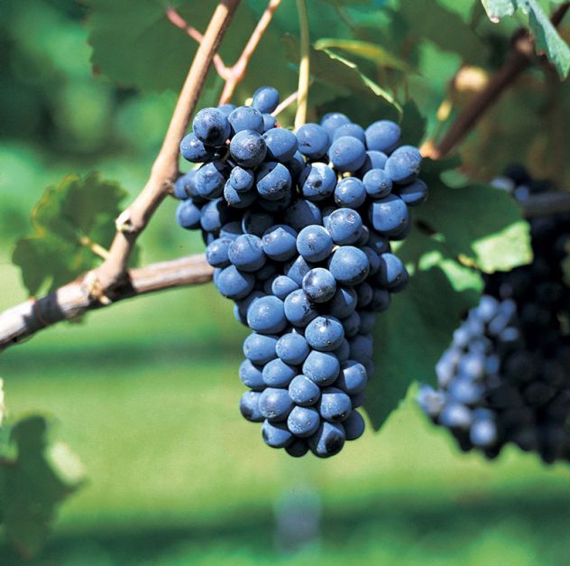 terreno agricolo in vendita a Nizza Monferrato