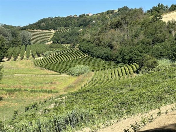 azienda agricola in vendita a Nizza Monferrato in zona San Michele