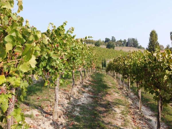 terreno agricolo in vendita a Nizza Monferrato in zona Bricco