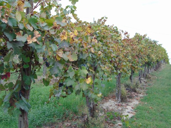 casa indipendente in vendita a Nizza Monferrato