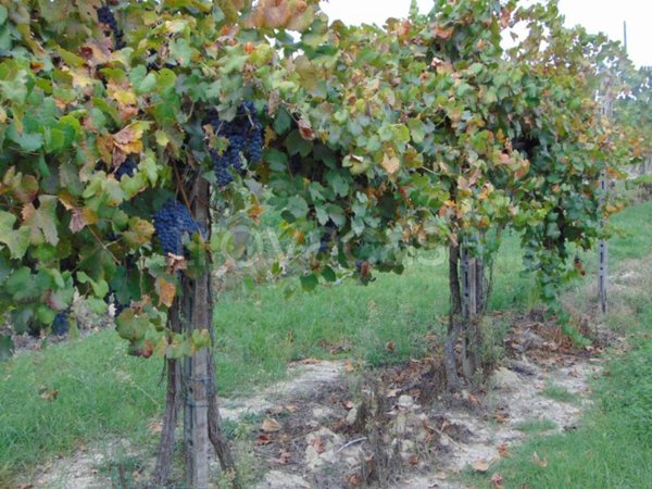 casa indipendente in vendita a Nizza Monferrato in zona Bricco