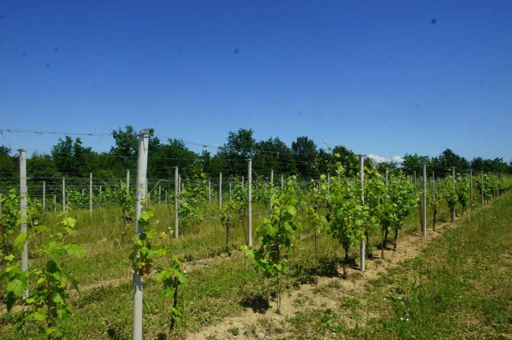 casa indipendente in vendita a Nizza Monferrato in zona Bricco