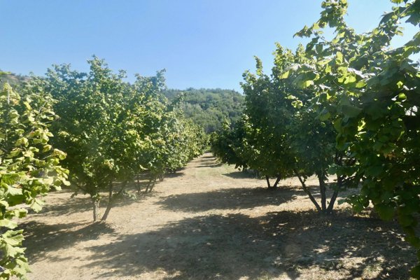 casale in vendita a Rocchetta Palafea