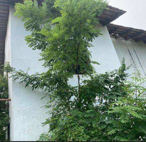 casa indipendente in vendita a Montiglio Monferrato