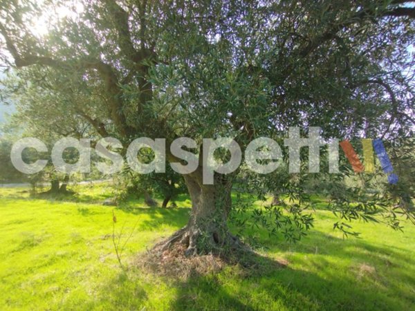 terreno agricolo in vendita ad Altavilla Milicia in zona Torre Colonna