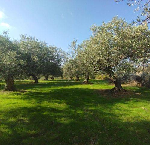 terreno agricolo in vendita ad Altavilla Milicia