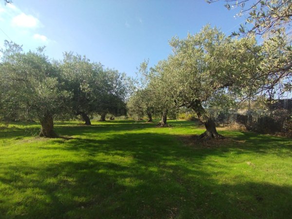 terreno agricolo in vendita ad Altavilla Milicia