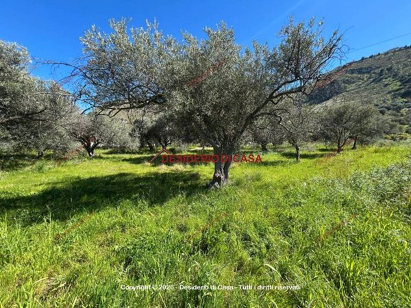 terreno agricolo in vendita ad Altavilla Milicia in zona Torre Colonna