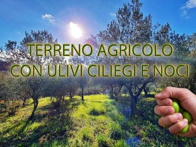 terreno agricolo in vendita ad Altofonte