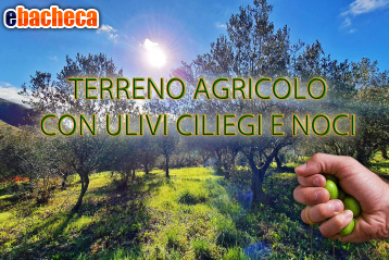 terreno agricolo in vendita ad Altofonte
