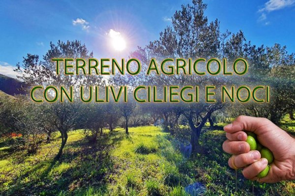 terreno agricolo in vendita ad Altofonte