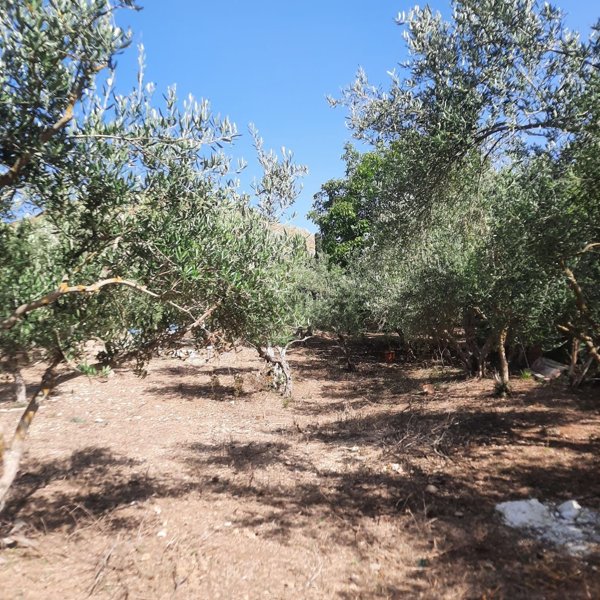 terreno agricolo in vendita ad Altofonte