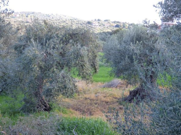 terreno agricolo in vendita a Bagheria