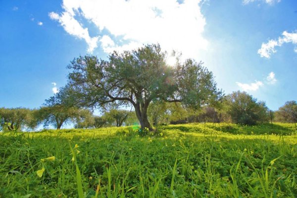terreno agricolo in vendita a Bagheria