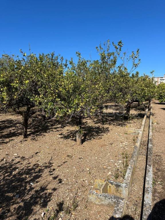 terreno agricolo in vendita a Bagheria