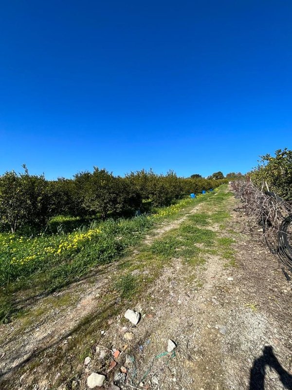 terreno agricolo in vendita a Bagheria
