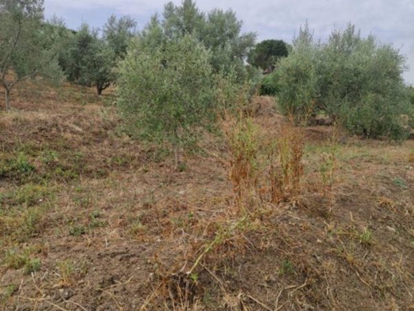terreno agricolo in vendita a Bagheria