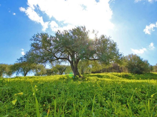 terreno agricolo in vendita a Bagheria