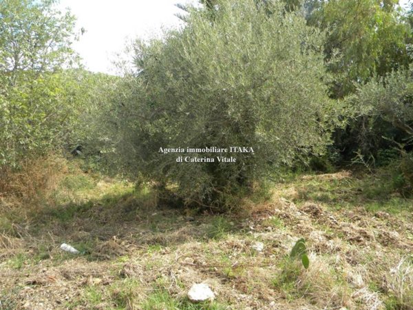 terreno agricolo in vendita a Bagheria